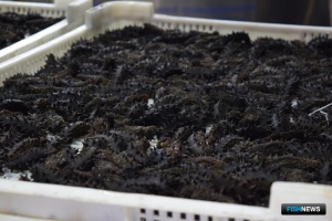 Переработчика трепанга обязали погасить многомиллионный ущерб Переработчика трепанга обязали погасить многомиллионный ущерб