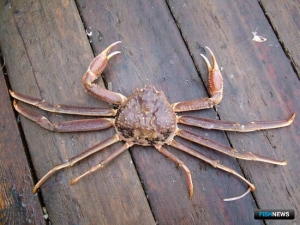 Живым морепродуктам Норвегии открывают китайский рынок Живым морепродуктам Норвегии открывают китайский рынок