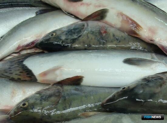 Для жителей Камчатки расширились возможности любительской рыбалки Для жителей Камчатки расширились возможности любительской рыбалки