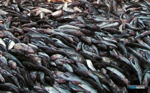 Предприятия Дальнего Востока получают квоты под инвестиции на 2025 год Предприятия Дальнего Востока получают квоты под инвестиции на 2025 год