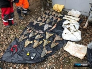 Астраханские силовики расследуют новое дело об осетровом браконьерстве Астраханские силовики расследуют новое дело об осетровом браконьерстве