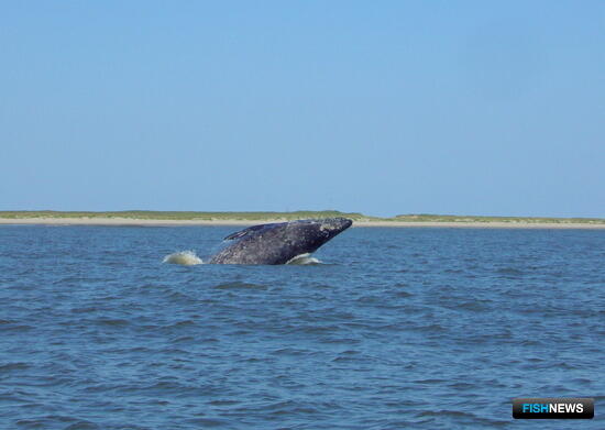 Китов Охотского моря поддержат стратегиями Китов Охотского моря поддержат стратегиями
