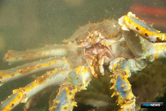 Ученые США спрогнозировали &laquo;климатические&raquo; миграции в Беринговом море