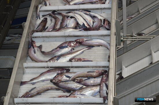 Россия и Белоруссия дополнят &laquo;рыбное&raquo; соглашение