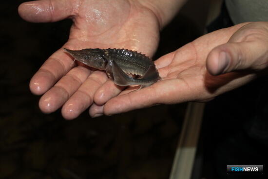 Енисей и Чулым пополнят осетрятами за счет краевого бюджета Енисей и Чулым пополнят осетрятами за счет краевого бюджета