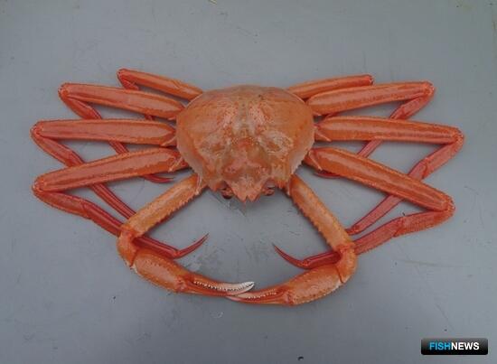 Права на добычу глубоководных крабов снова попытаются продать с инвестиционной нагрузкой Права на добычу глубоководных крабов снова попытаются продать с инвестиционной нагрузкой