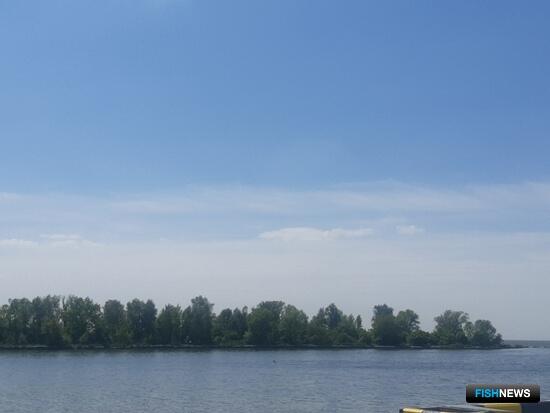 Калининградским заливам добавили молоди угря Калининградским заливам добавили молоди угря