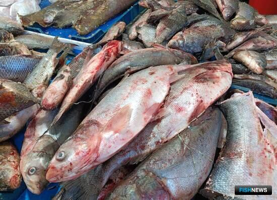Первые в этом году партии рыбы из ЕАО отправились в Китай Первые в этом году партии рыбы из ЕАО отправились в Китай