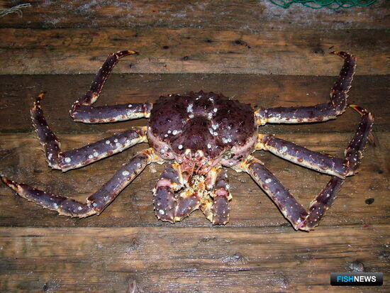 Пристав ускорил выплату &laquo;крабового&raquo; взыскания