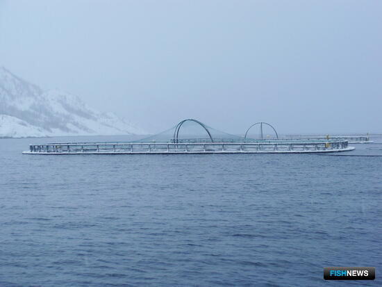 Рыбному экспорту Исландии помогает аквакультура Рыбному экспорту Исландии помогает аквакультура