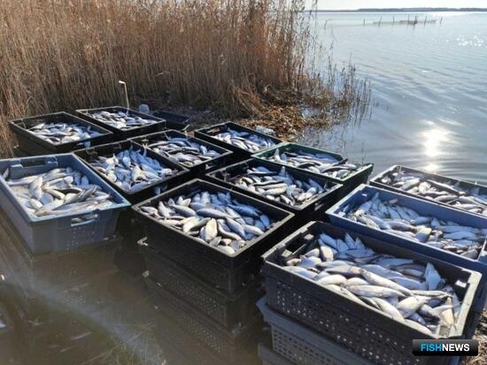 Ученые вывели для рыбоводов продуктивный гибрид Ученые вывели для рыбоводов продуктивный гибрид