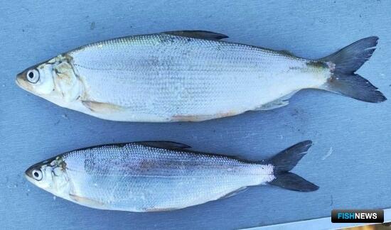 Ученые вывели для рыбоводов продуктивный гибрид Ученые вывели для рыбоводов продуктивный гибрид